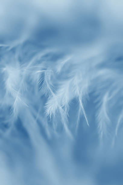 istock Soft focus fashion blue fluffy feathers abstract texture background 1069977696