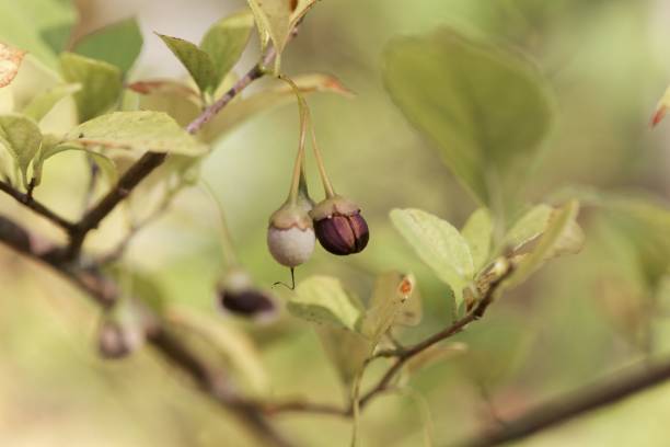 istock Fruits of Styrax japonicus. 1069978146