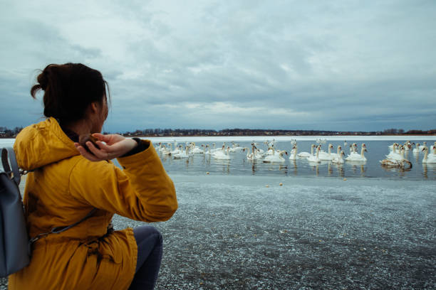 istock woman feed swans on winter lake 1069978998