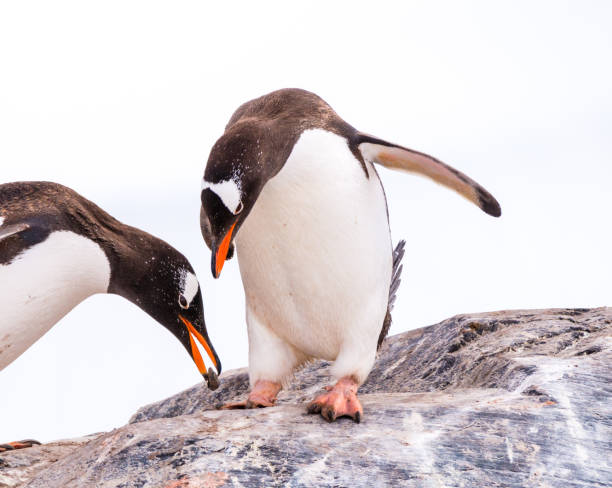 männlichen gentoo penguin mit stein für frauen, die beim stehen auf felsen, mikkelsen harbour auf trinity island, antarktis beugt - pebble gentoo penguin antarctica penguin stock-fotos und bilder