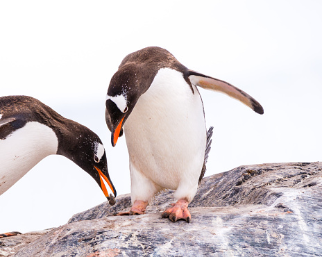 Male gentoo penguin offering stone to partner, who is bowing while standing on rock, Mikkelsen Harbour on Trinity Island, Antarctica