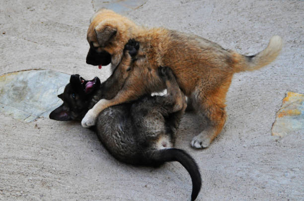 istock two puppy dogs playing 1069983112