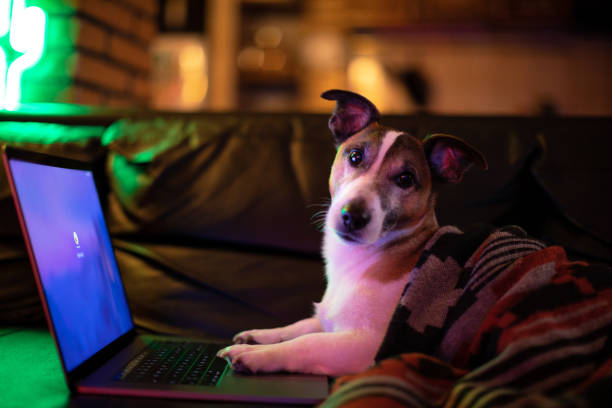 istock Dog working comfortably from home 1069983586