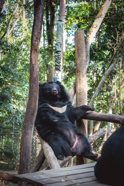 Asiatic black bear, known as moon bear at Tat Kuang Si park stock photo