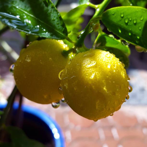 istock Wet lemons on a garden tree 1069985396