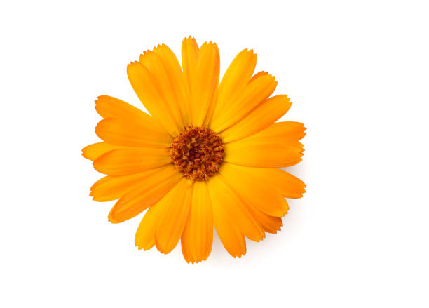 istock one marigold flower head isolated on white background. calendula flower. top view 1069985966