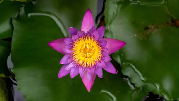 Lotus Flower Close Up