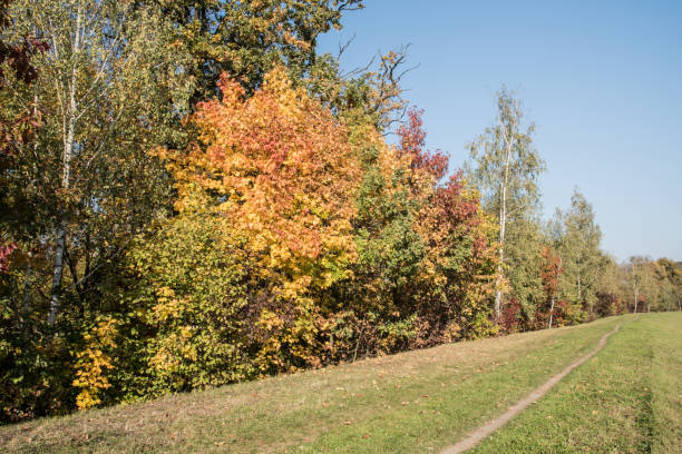 istock autumn scenery with colorful trees, grass, trail and clear sky 1069989434