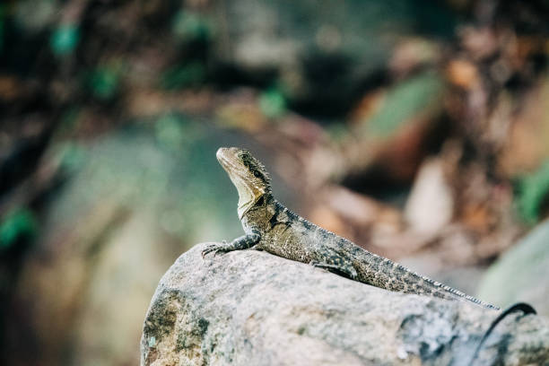 Water dragon basking on a rock in Queensland Australia