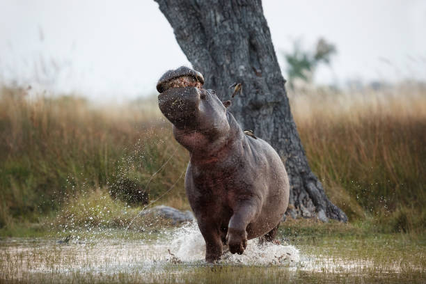 istock Aggressive hippo male attacking the car. 1069992574