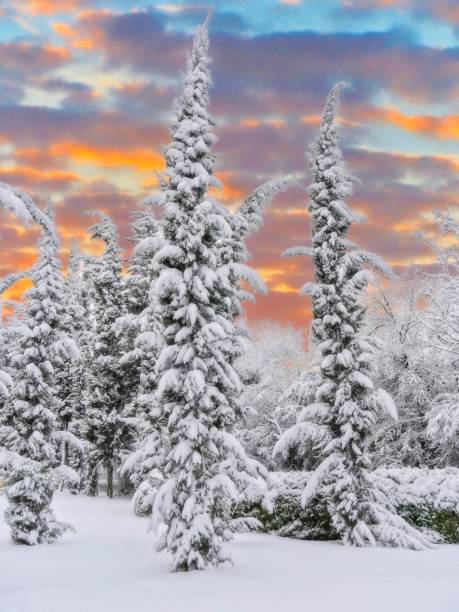 istock Snow on the trees at sunrise 1069993932