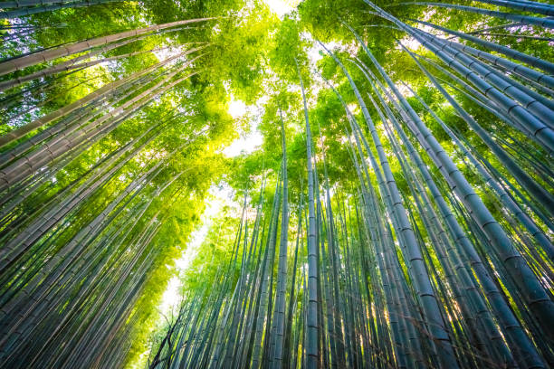 istock Beautiful landscape of bamboo 1069997580