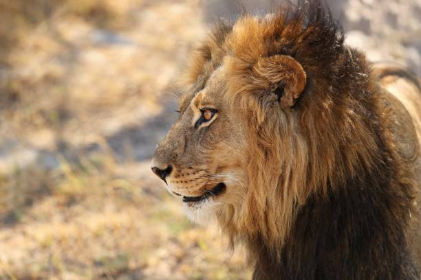 istock Lion male in beautiful light. 1069997654