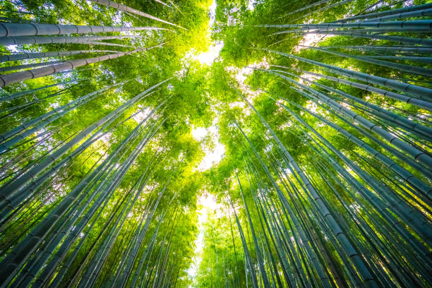 istock Beautiful landscape of bamboo 1069998794