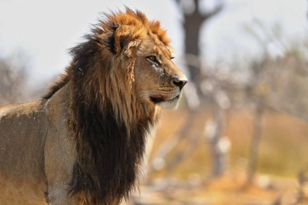 Lion male in beautiful light.
