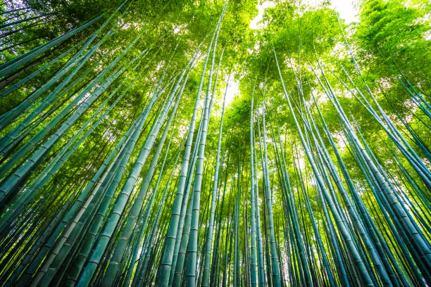 istock Beautiful landscape of bamboo 1069999210