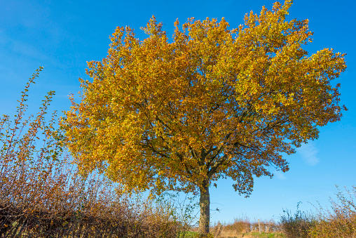 Foliage in a blue sky in fall colors in sunlight in autumn