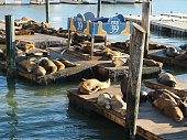 California Sea Lions at Pier 39 at Fisherman's Wharf