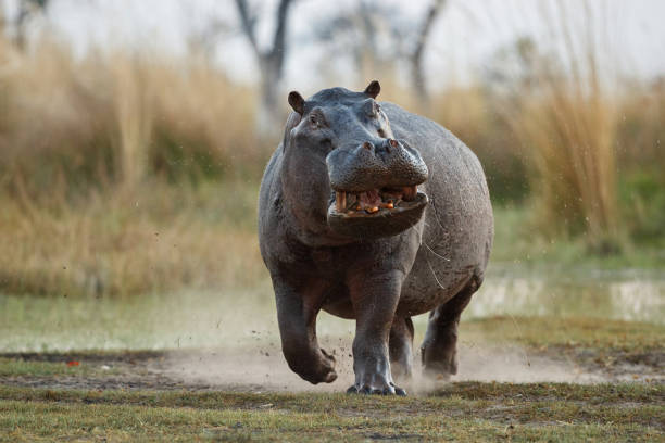 istock Aggressive hippo male attacking the car. 1069999624