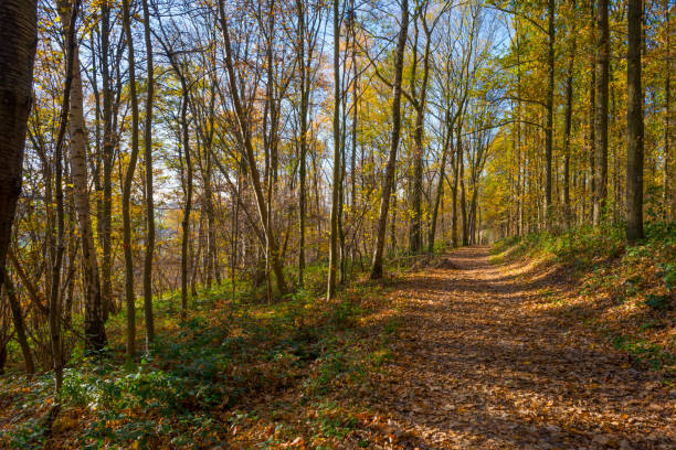 istock Path in a forest in fall colors in sunlight in autumn 1070000174