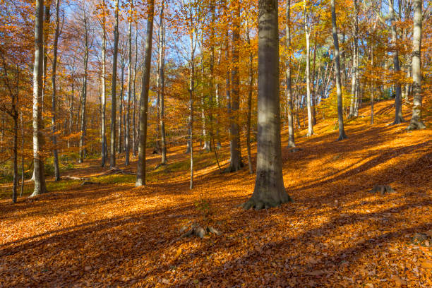 Path in a rural hilly landscape in fall colors in sunlight in autumn