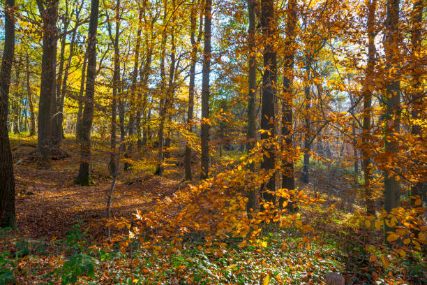 istock Path in a forest in fall colors in sunlight in autumn 1070000520