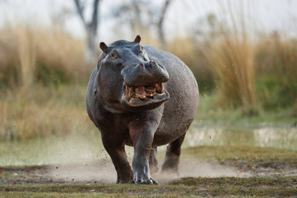 istock Aggressive hippo male attacking the car. 1070000844