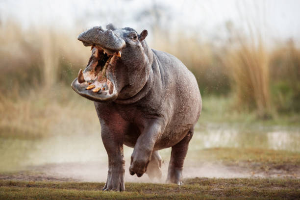 aggressivo ippopotamo maschio che attacca l'auto. - ippopotamo foto e immagini stock