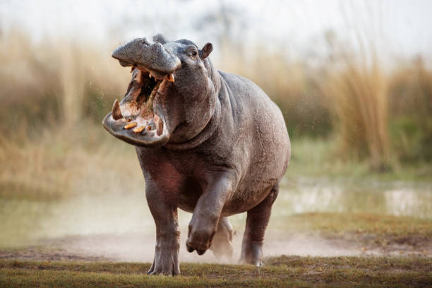 Aggressive hippo male attacking the car. Aggressive hippo male attacking the car. Huge hippo male intimidating the opponent. Wild animal in the nature habitat. African wildlife. This is Africa. Hippopotamus amphibius. hippopotamus stock pictures, royalty-free photos & images