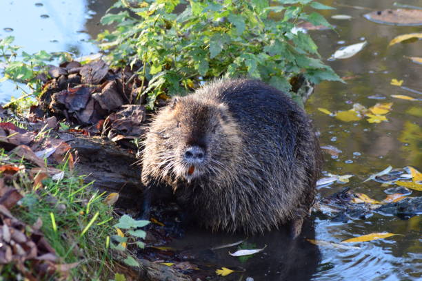 istock Nutria at river bank 1070002726