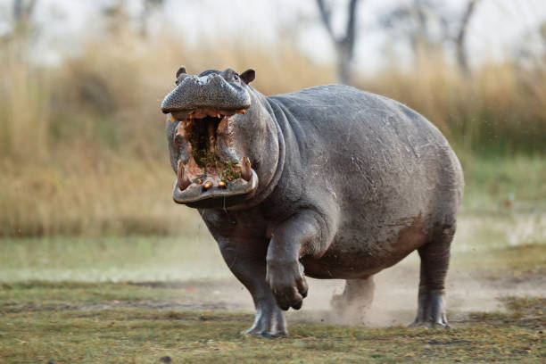 istock Aggressive hippo male attacking the car. 1070006816