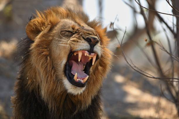 istock Lion male in beautiful light. 1070006944