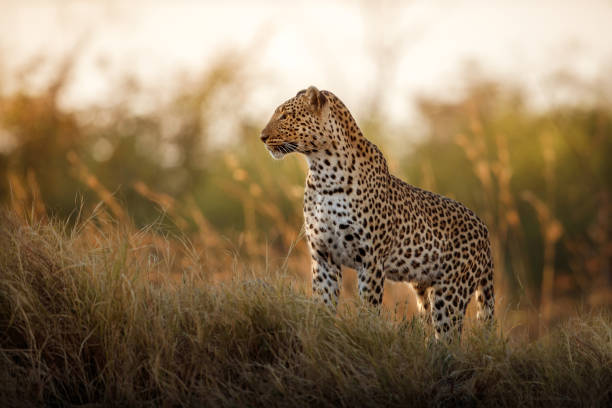 leopardo africano femenino posan en la luz del atardecer hermoso. - panthers fotografías e imágenes de stock