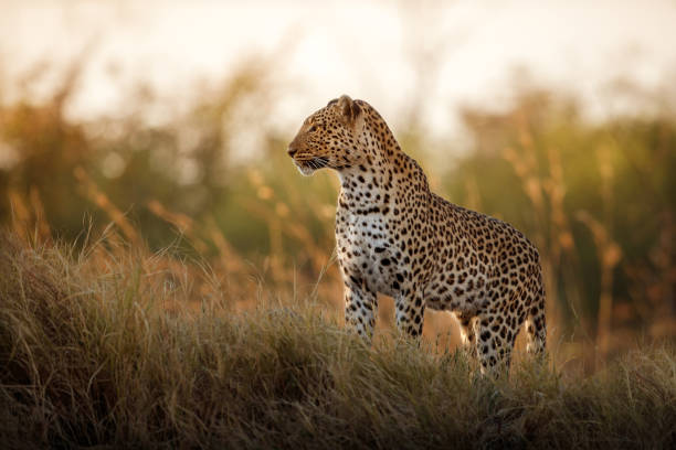 leopardo africano feminino pose na luz da noite linda. - república da áfrica do sul - fotografias e filmes do acervo