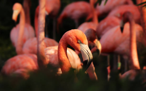 nahaufnahme von kopf amerikanische flamingo, phoenicopterus ruber, von büschen. kopf, auge, mund, schwarzen schnabel. amerikanische flamingo ist ein großer waten vogel mit rötlich rosa gefieder. - animal beak bird wading stock-fotos und bilder