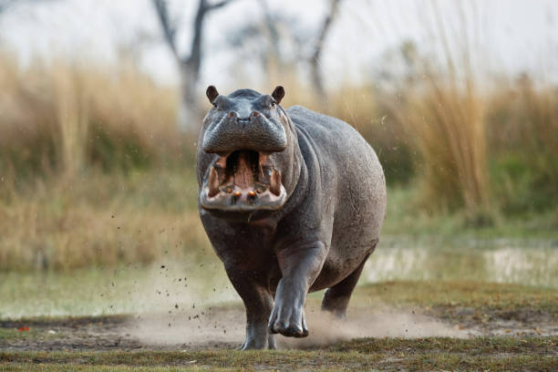 istock Aggressive hippo male attacking the car. 1070009736