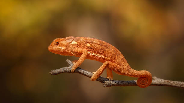 istock Flap necked chameleon with amazing blurry background. 1070009794