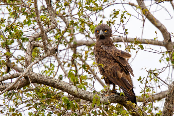 brown snake-eagle in kruger national park in south africa brown snake-eagle in a tree in kruger national park in south africa brown snake eagle stock pictures, royalty-free photos & images