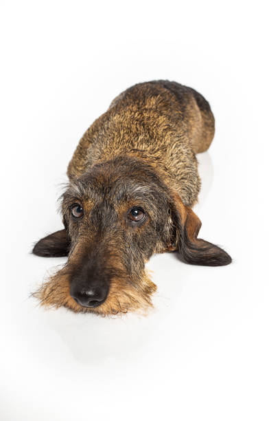 istock Wire haired dachshund dog laying down 1070010316