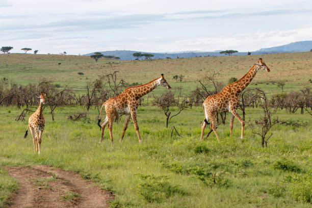 Giraffes in Nambiti Game Reserve in South Africa Giraffes in the hills of Nambiti Game Reserve in South Africa masai giraffe stock pictures, royalty-free photos & images