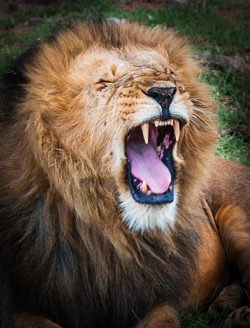 Portrait of a Majestic male lion in Maasai Mara reserve in Kenya roaring