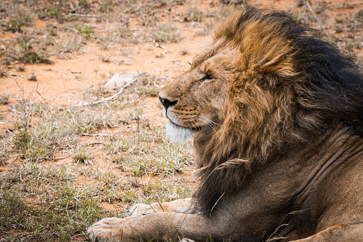 Portrait of a Majestic male lion in Maasai Mara reserve in Kenya relaxing