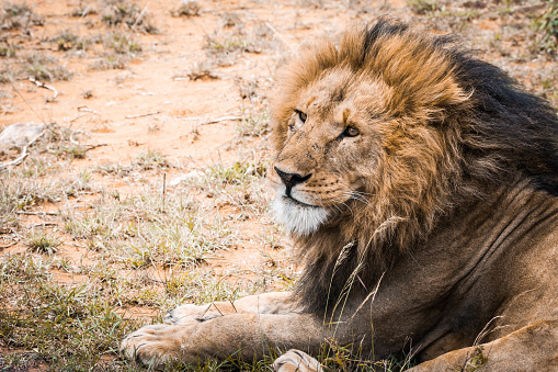 Portrait of a Majestic male lion in Maasai Mara reserve in Kenya relaxing