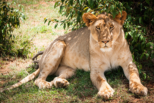 Portrait of a Majestic lioness in Maasai Mara reserve in Kenya relaxing
