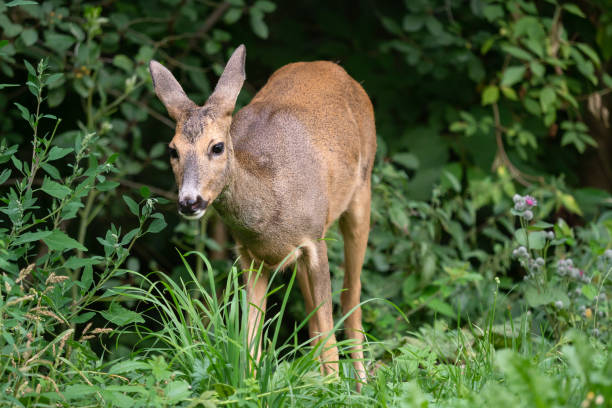 istock Roe deer in forest, Capreolus capreolus. Wild roe deer in nature. 1070012328
