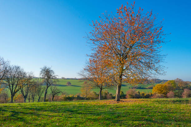 istock Rural hilly landscape in fall colors in sunlight in autumn 1070015338