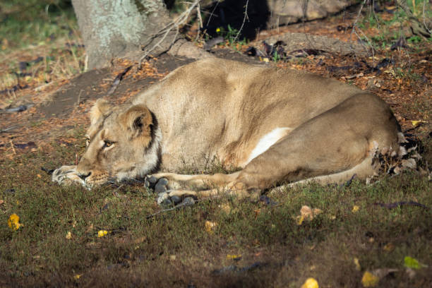 istock Asiatic lioness (Panthera leo persica). A critically endangered species. 1070016098