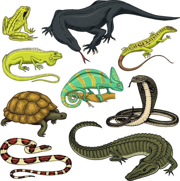 Set of reptiles and amphibians. Wild Crocodile, alligator and snakes, monitor lizard, chameleon and turtle. Pet and tropical animal. Engraved hand drawn in old vintage sketch. Vector illustration. Set of reptiles and amphibians. Wild Crocodile, alligator and snakes, monitor lizard, chameleon and turtle. Pet and tropical animal. Engraved hand drawn in old vintage sketch. Vector illustration toad illustrations stock illustrations