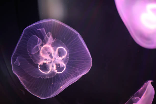 istock Multicolored jellyfish swim under water 1070029704