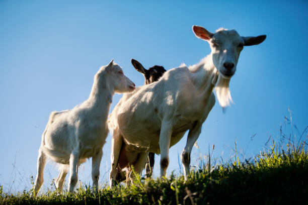 istock Flock of the goats 1070030508